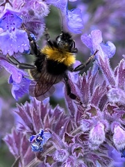 Bombus
