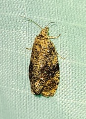 Olethreutes astrologana