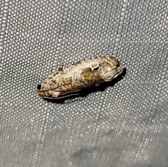 Proteoteras naracana