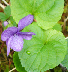Viola langsdorffii