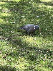 Columba palumbus
