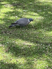 Columba palumbus