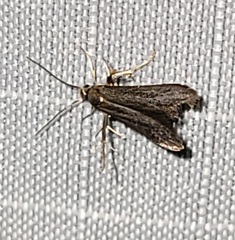 Schreckensteinia erythriella