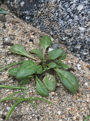 Nolana paradoxa