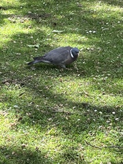 Columba palumbus