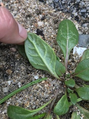Nolana paradoxa