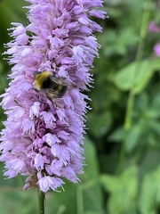 Bombus