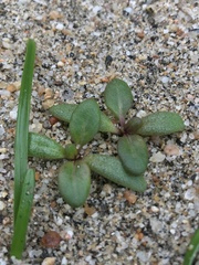 Nolana paradoxa