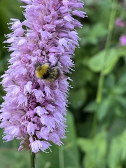 Bombus