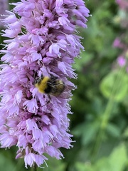 Bombus