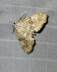 Elophila faulalis