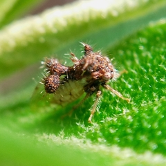 Cyphonia clavigera