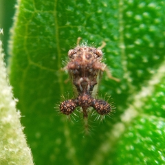 Cyphonia clavigera