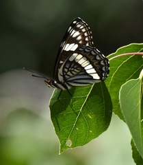 Limenitis weidemeyerii nevadae
