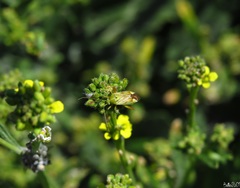 Reuterista instabilis
