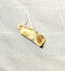 Aethes interruptofasciata