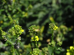Reuterista instabilis