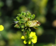Reuterista instabilis