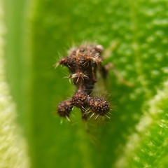 Cyphonia clavigera