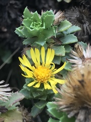 Haplopappus foliosus