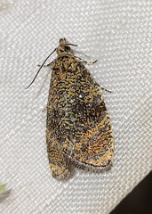 Olethreutes astrologana