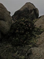 Haplopappus foliosus