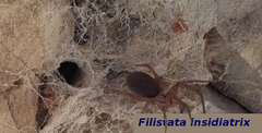 Filistata insidiatrix