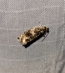 Olethreutes appendiceum