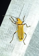 Chauliognathus cinguliventris