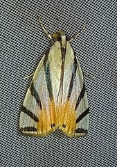 Dichogama prognealis