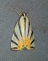 Dichogama prognealis