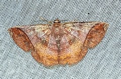 Thysanopyga abdominaria