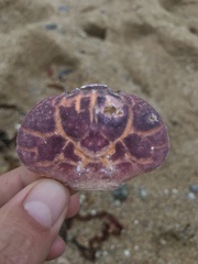 Paraxanthus barbiger