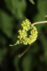 Daktulosphaera vitifoliae