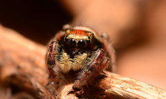 Phidippus whitmani