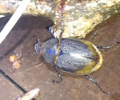 Dynastes septentrionalis