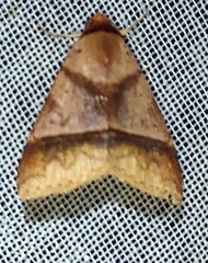Anobinae