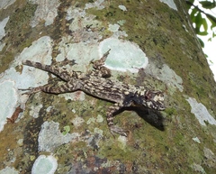 Bark Anole photo 3
