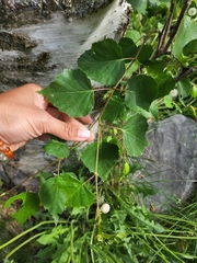 Betula neoalaskana