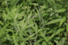 Perideridia americana