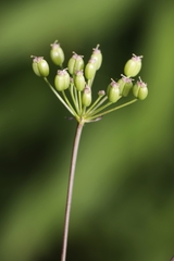 Perideridia americana