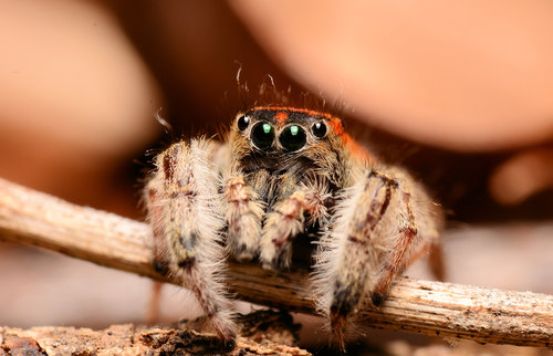 Whitman's Jumping Spider