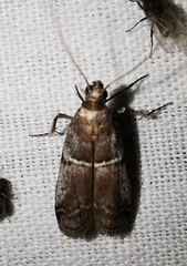 Ephestia elutella