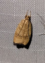 Psilocorsis cryptolechiella