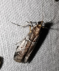 Ephestia elutella