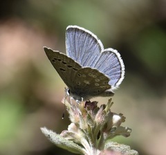 Icaricia icarioides austinorum