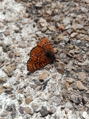 Euphydryas desfontainii