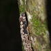 Amazon Bark Anole - Photo (c) Sébastien SANT, some rights reserved (CC BY-NC), uploaded by Sébastien SANT