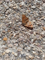 Euphydryas desfontainii