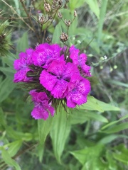 Dianthus barbatus